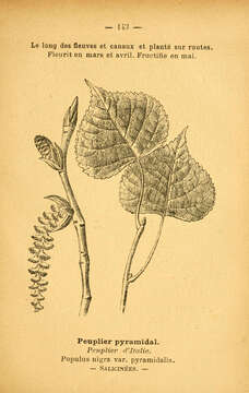 Image of Black Poplar