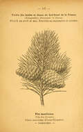 Image of Maritime Pine