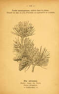 Image of Scotch Pine