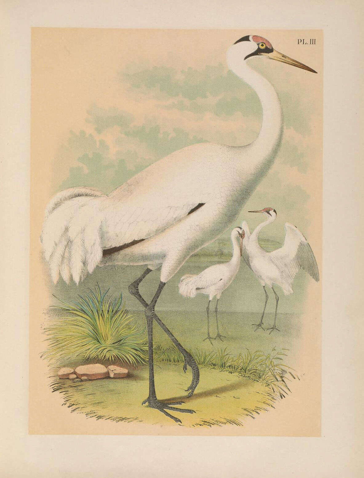 Image of Whooping Crane