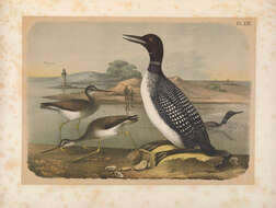 Image of loons