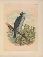 Image of Eurasian Goshawk