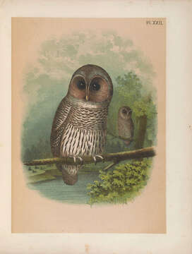 Image of Barred Owl