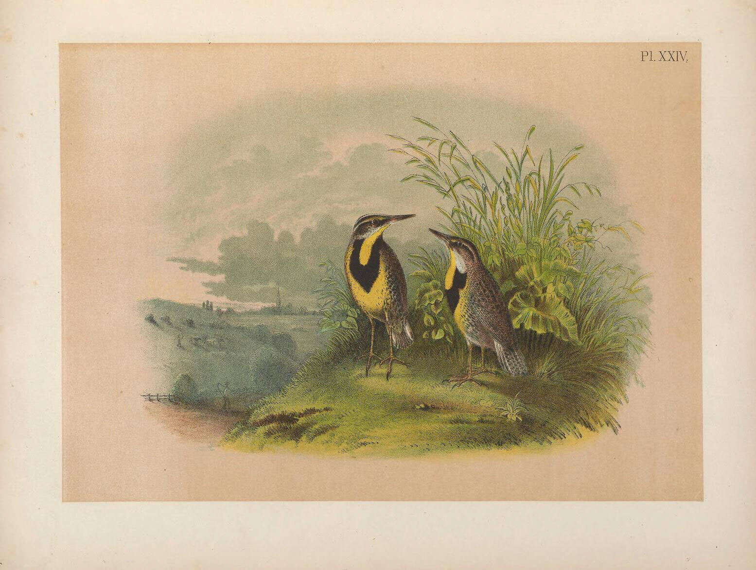 Слика од Sturnella magna (Linnaeus 1758)