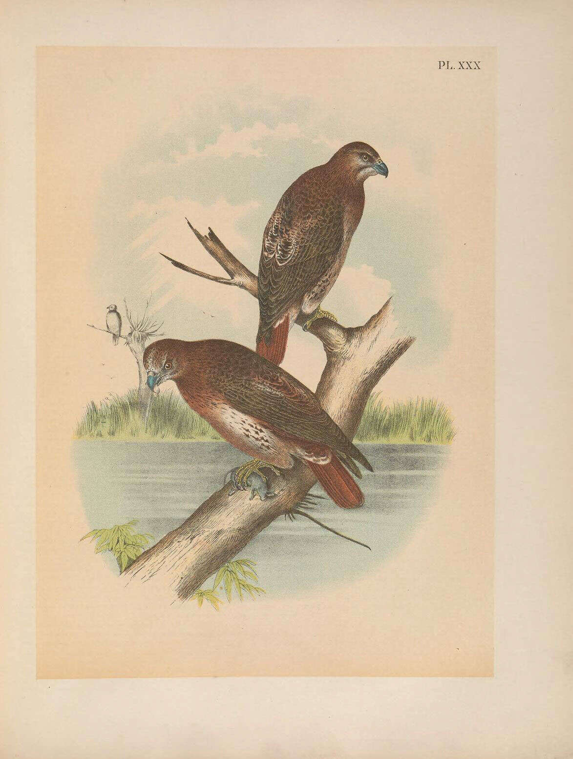 Image of Buteo Lacépède 1799