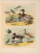 Image of Canvasback