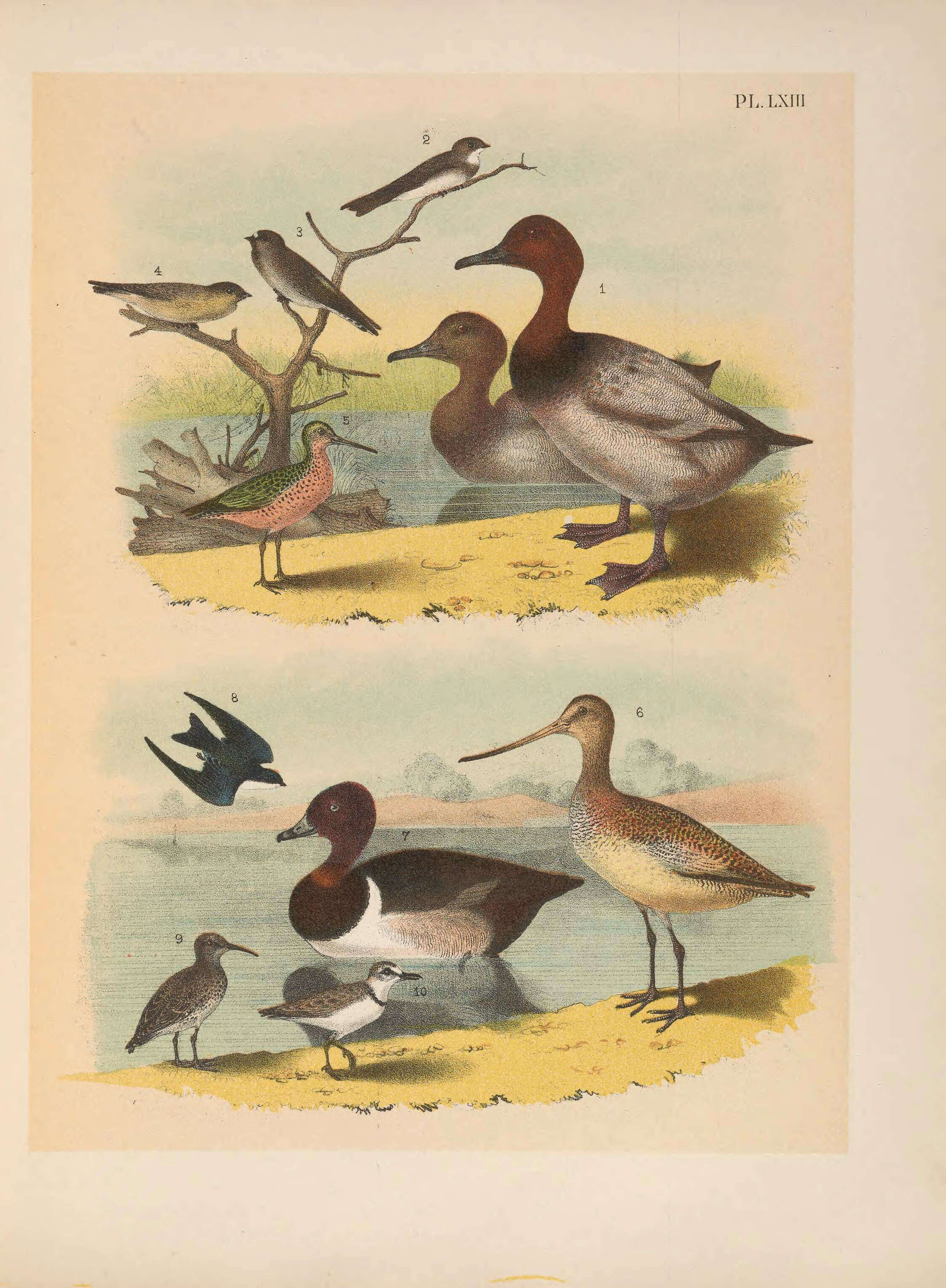 Image of Canvasback