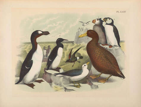 Imagem de Pinguinus Bonnaterre 1791