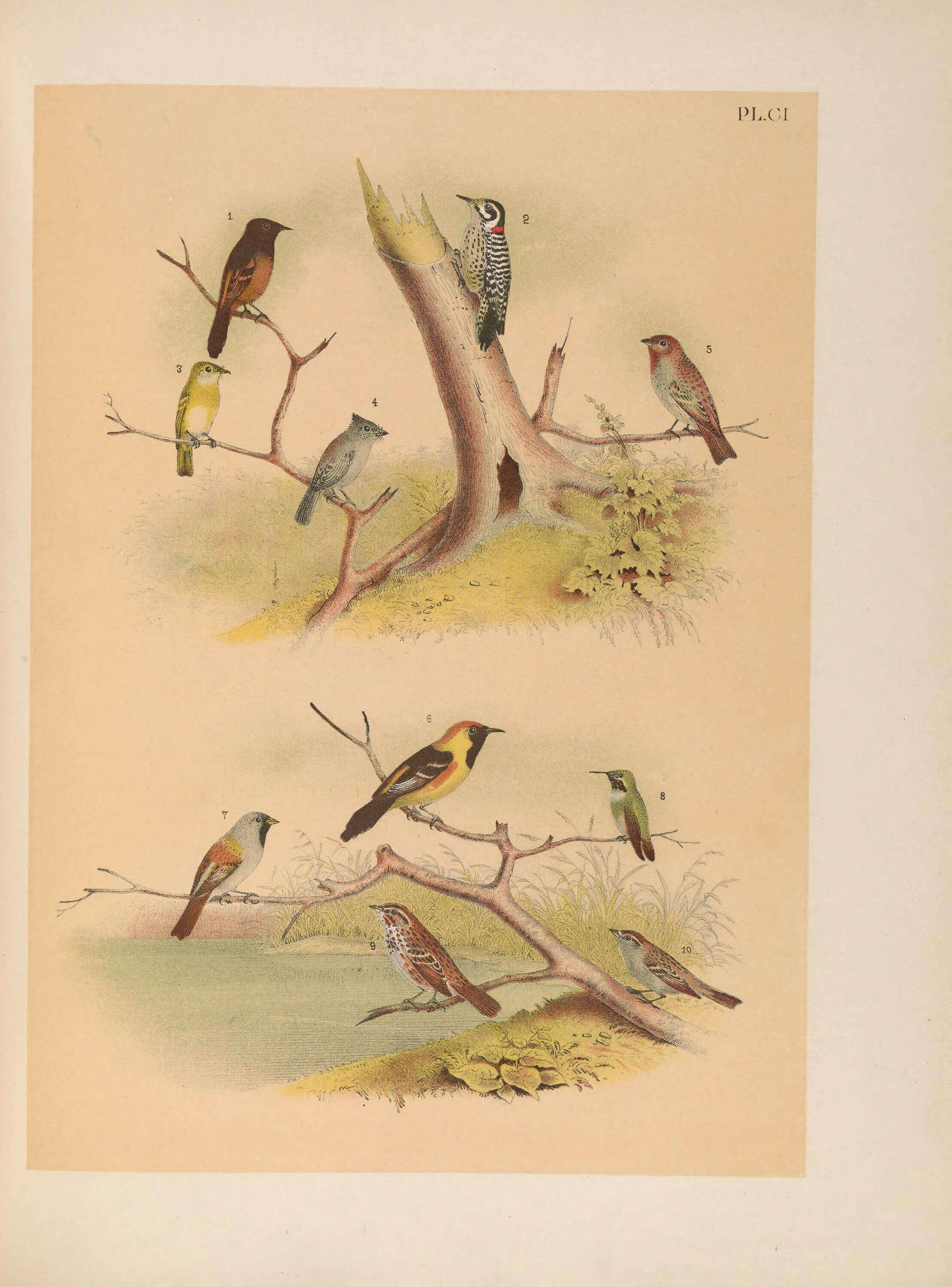 Image of Orchard Oriole