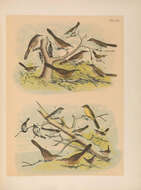 Toxostoma crissale Henry 1858的圖片