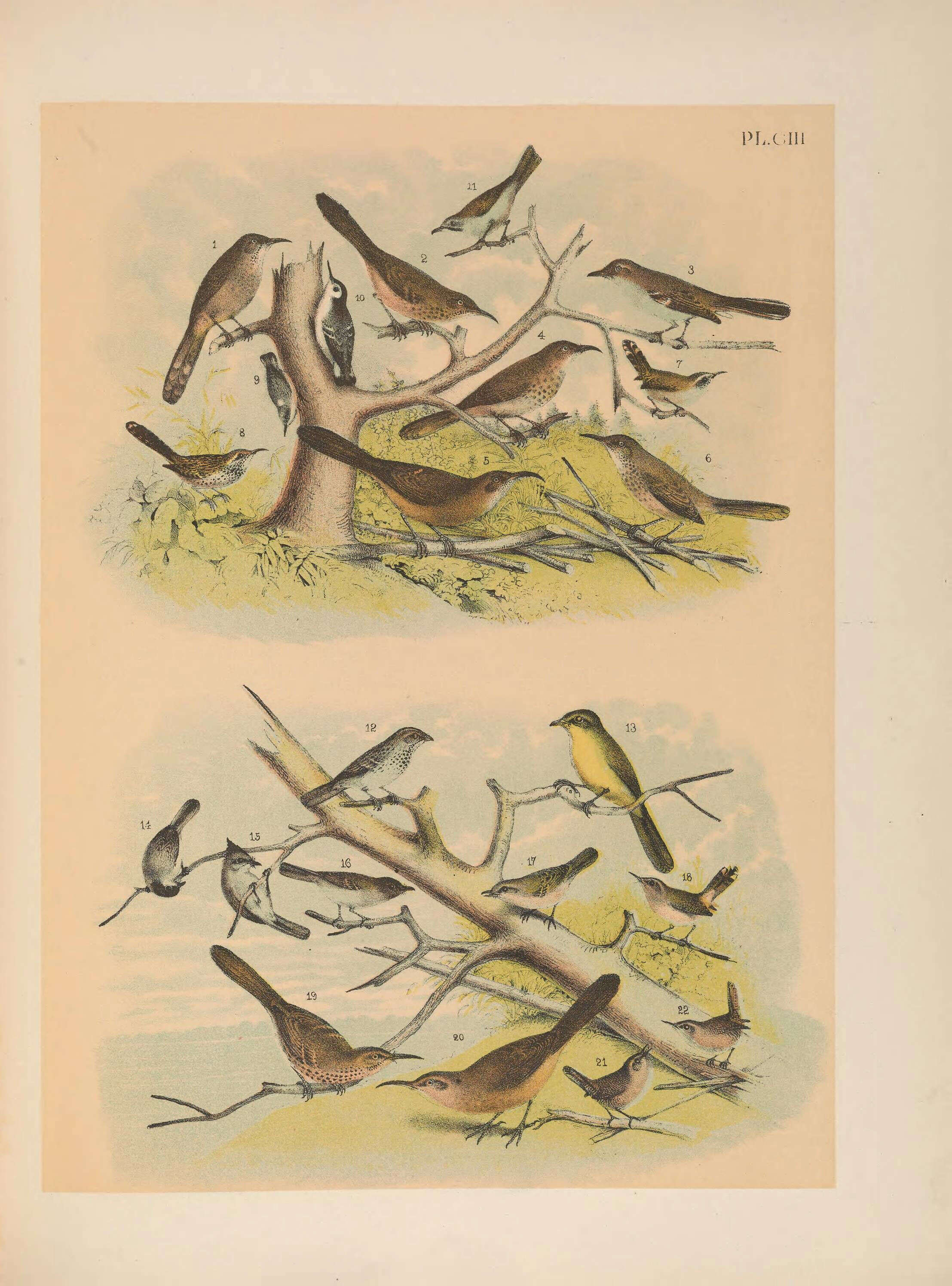 Toxostoma crissale Henry 1858的圖片