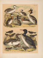 Image of Podiceps Latham 1787