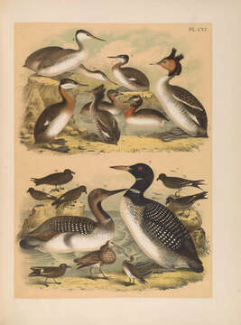 Image of Podiceps Latham 1787