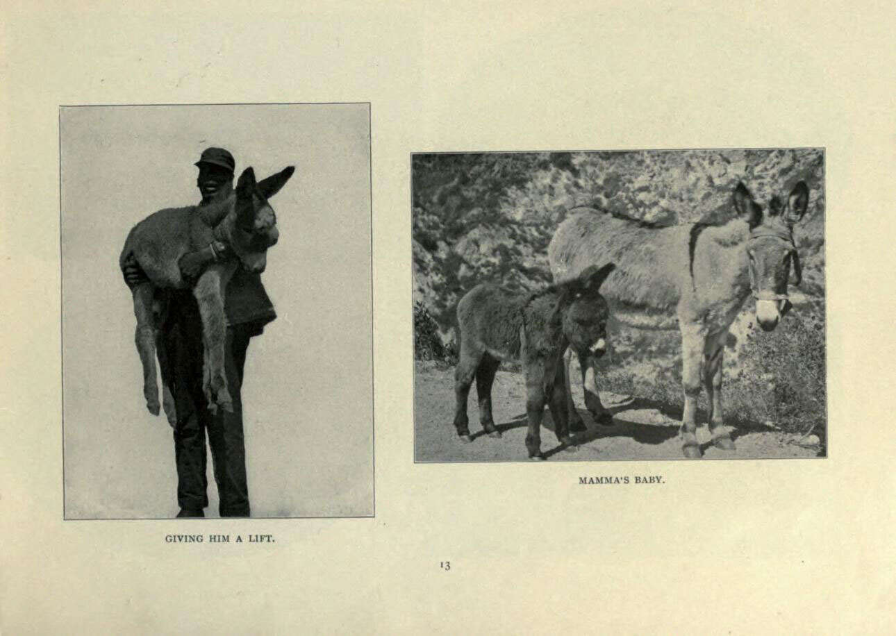 Image of African Ass