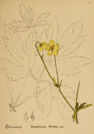 Image of creeping buttercup