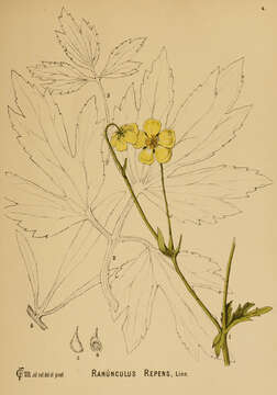 Image of creeping buttercup