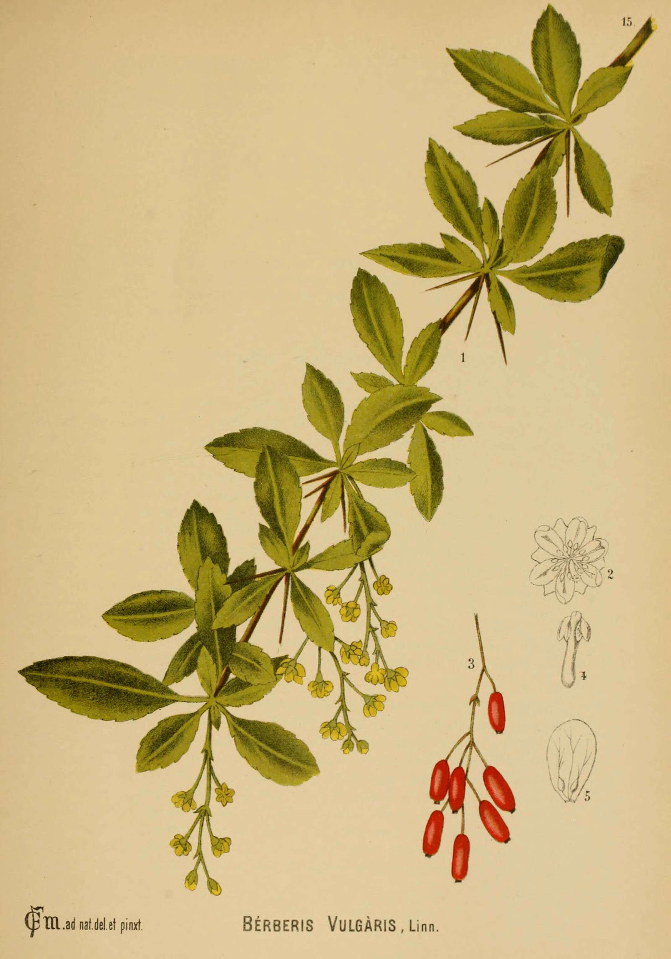 Image of Common Barberry