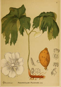 Image de Podophylle pelté