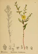 Image of longbranch frostweed