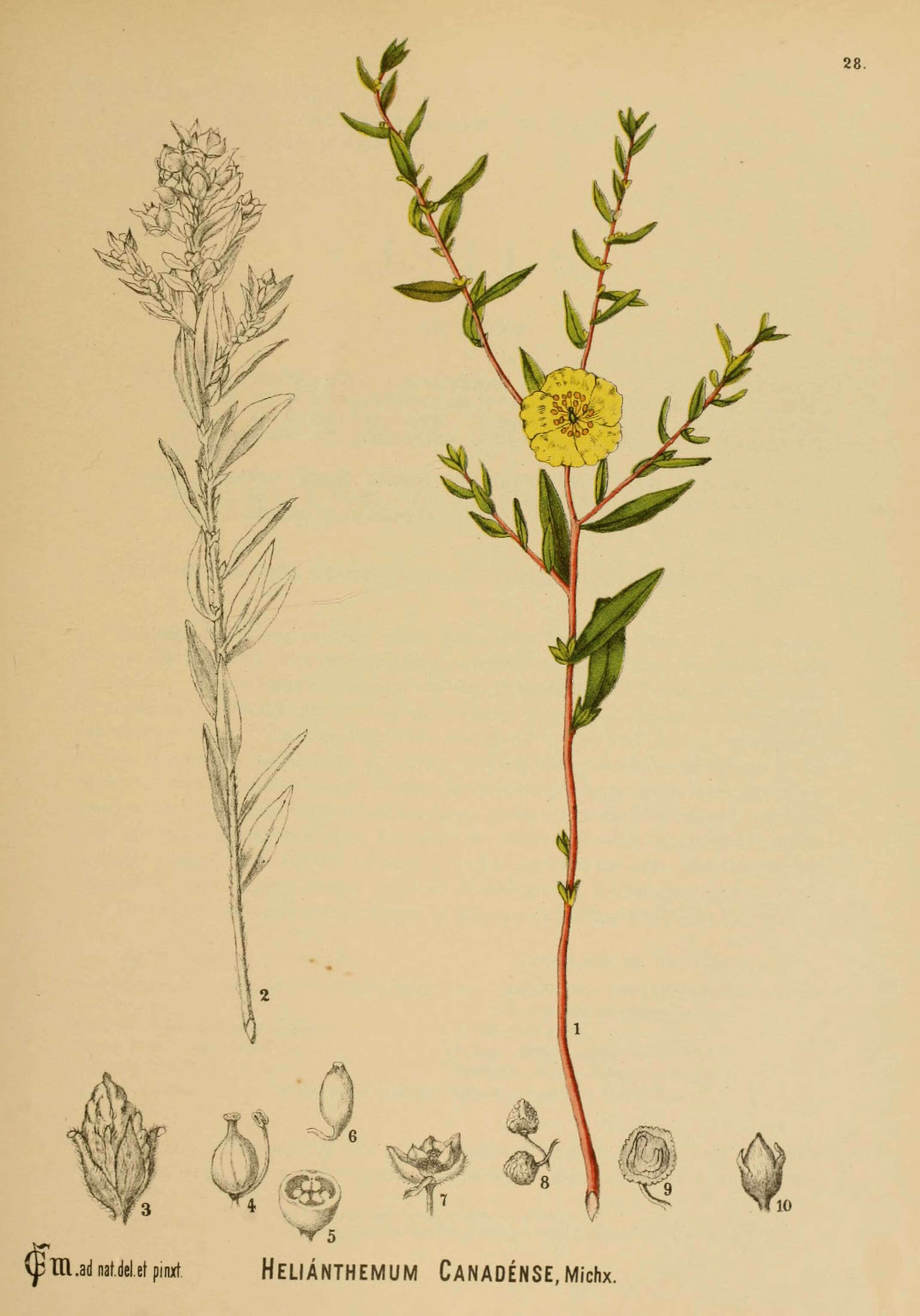 Image of longbranch frostweed