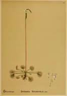 Imagem de Drosera rotundifolia L.