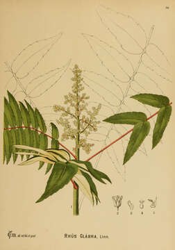 Image of rocky mountain sumac