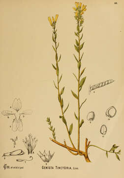 Image of Dyer's Greenweed