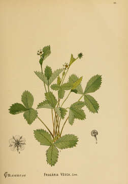 Image of woodland strawberry