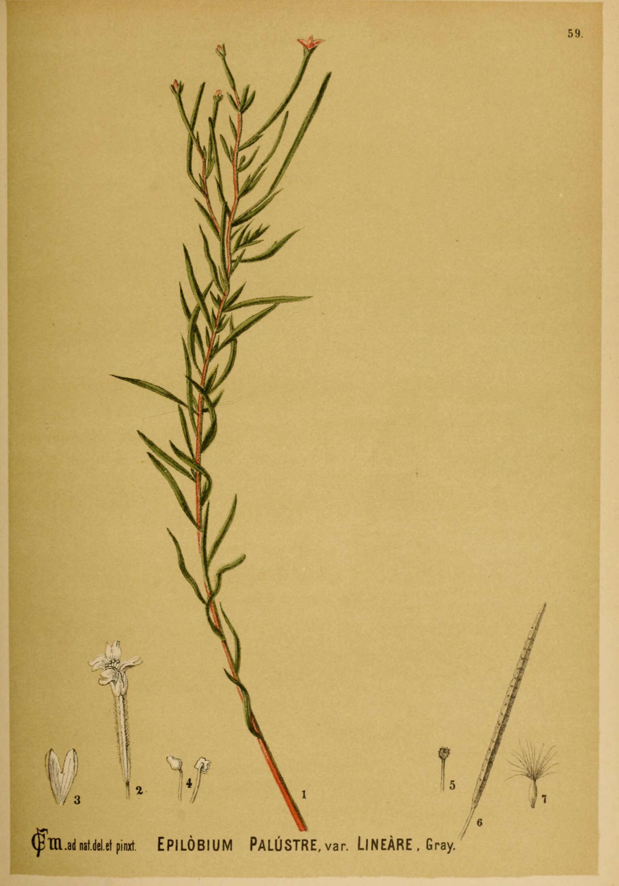 Image of marsh willowherb