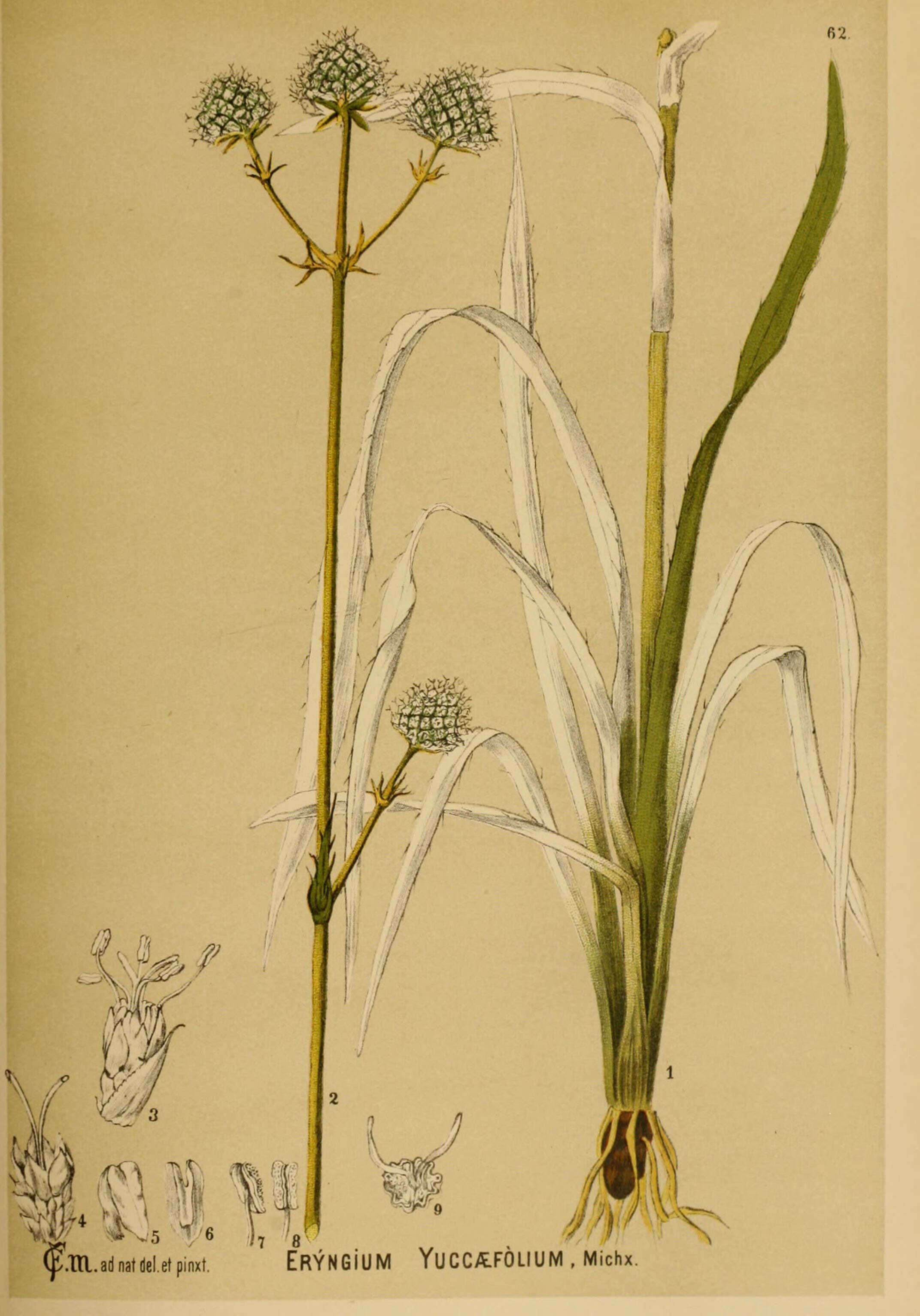 Imagem de Eryngium yuccifolium Michx.