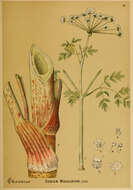 Image of poison hemlock