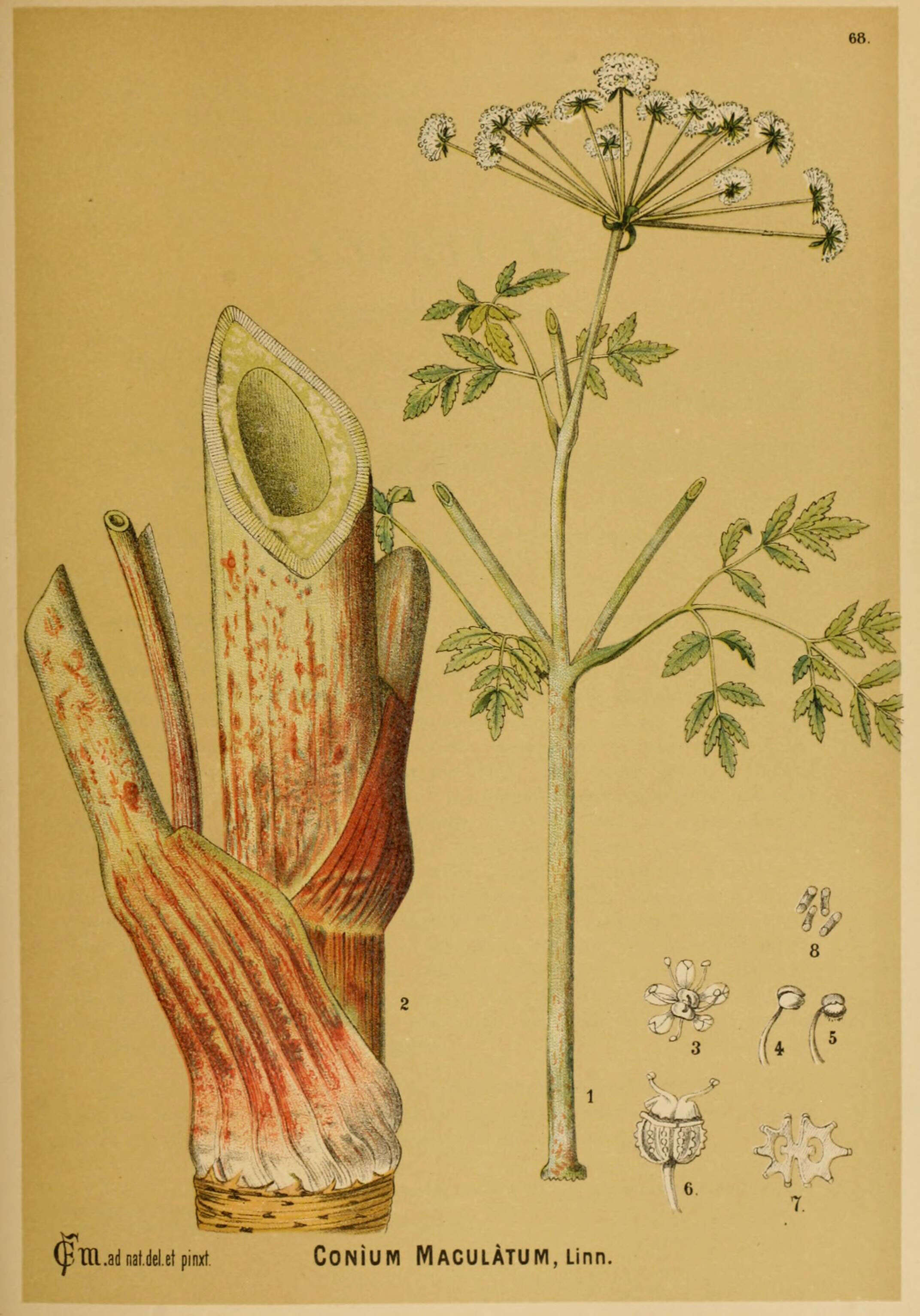 Image of poison hemlock