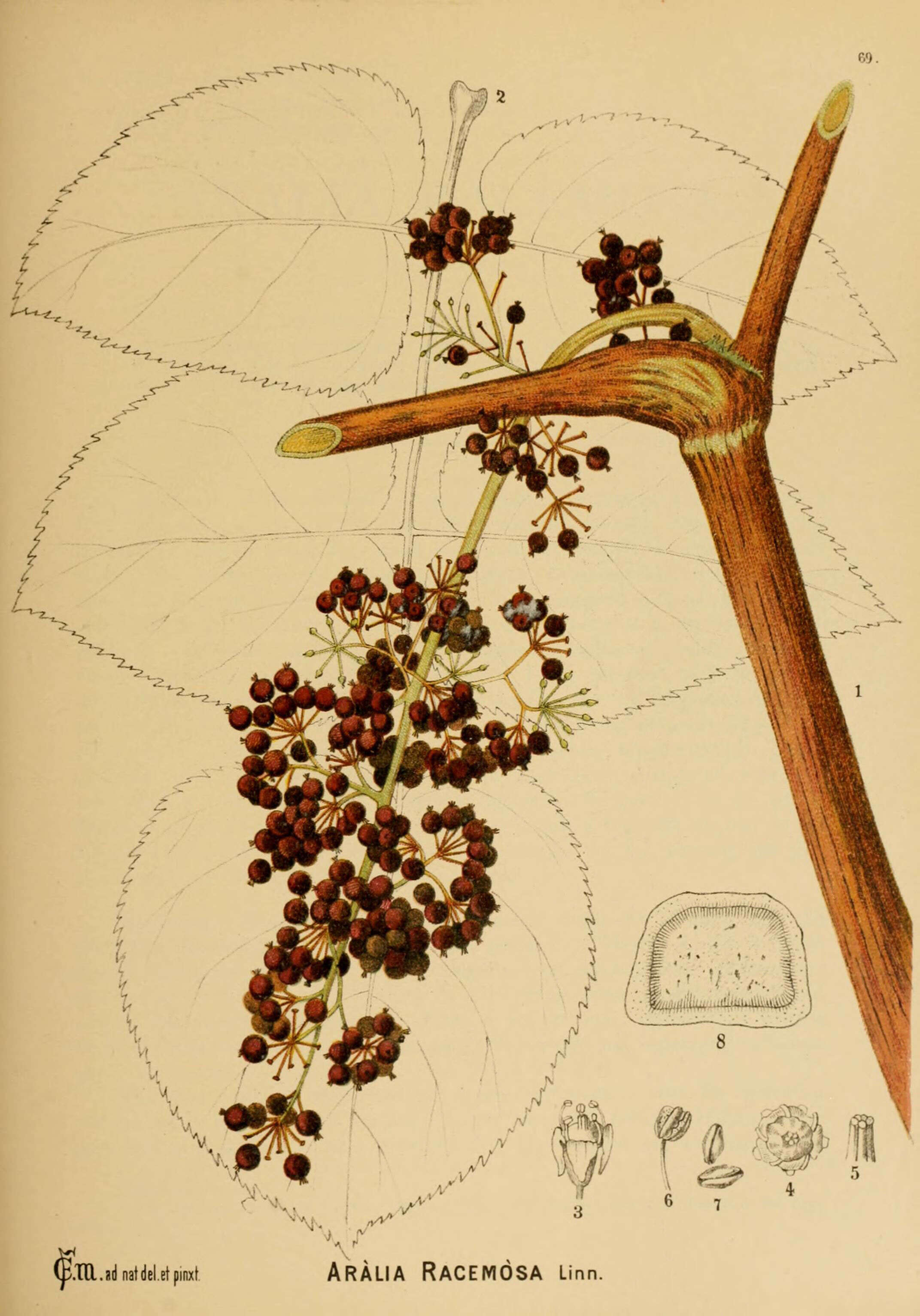 Image de Aralia racemosa L.