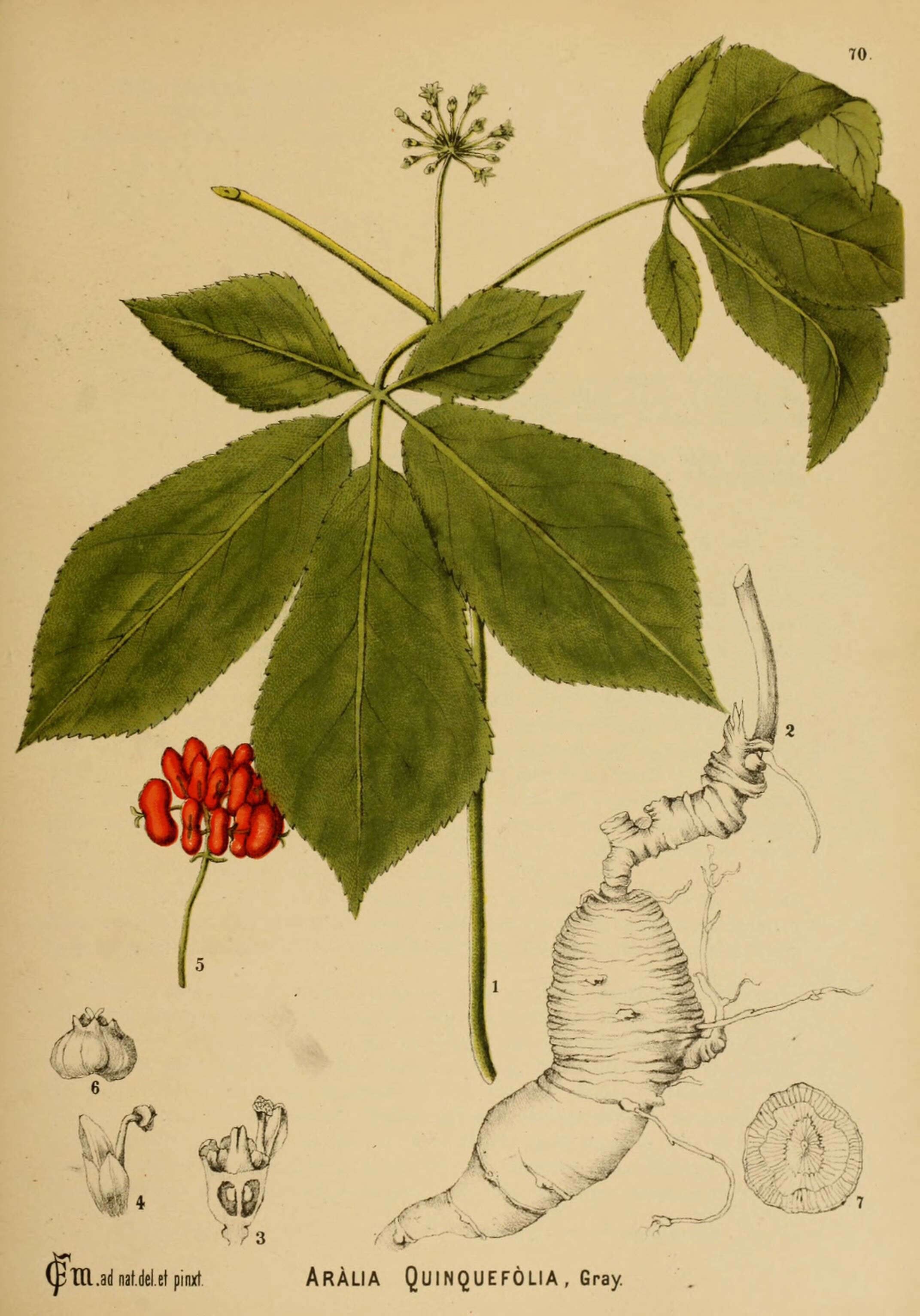 Panax quinquefolius L. resmi