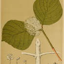 Image of Cornus rugosa Lam.