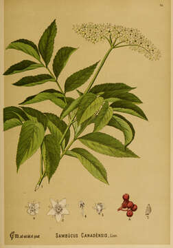 Imagem de Sambucus canadensis L.