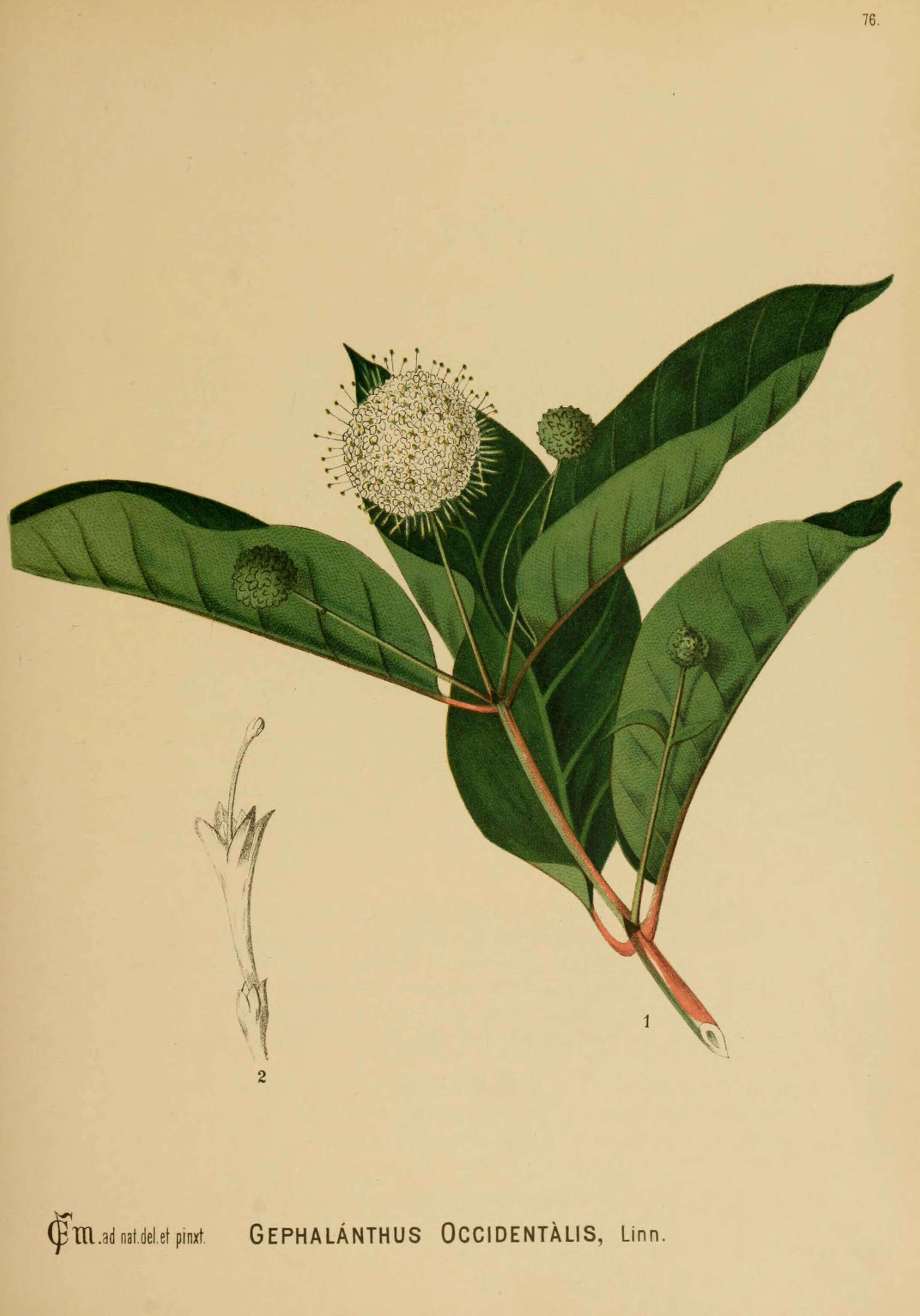 Image of common buttonbush