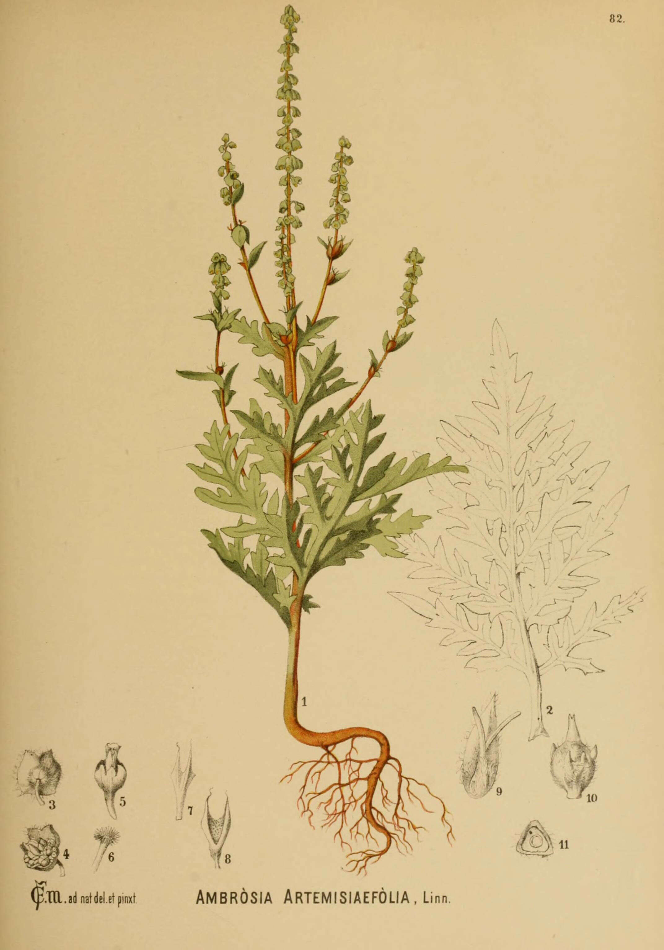 Image of annual ragweed