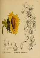 Image of common sunflower