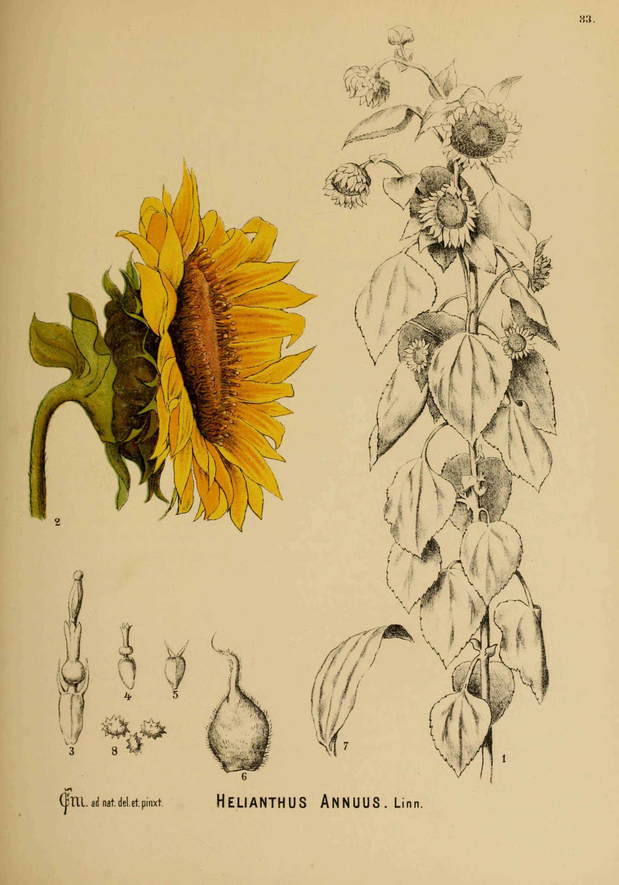 Image of common sunflower