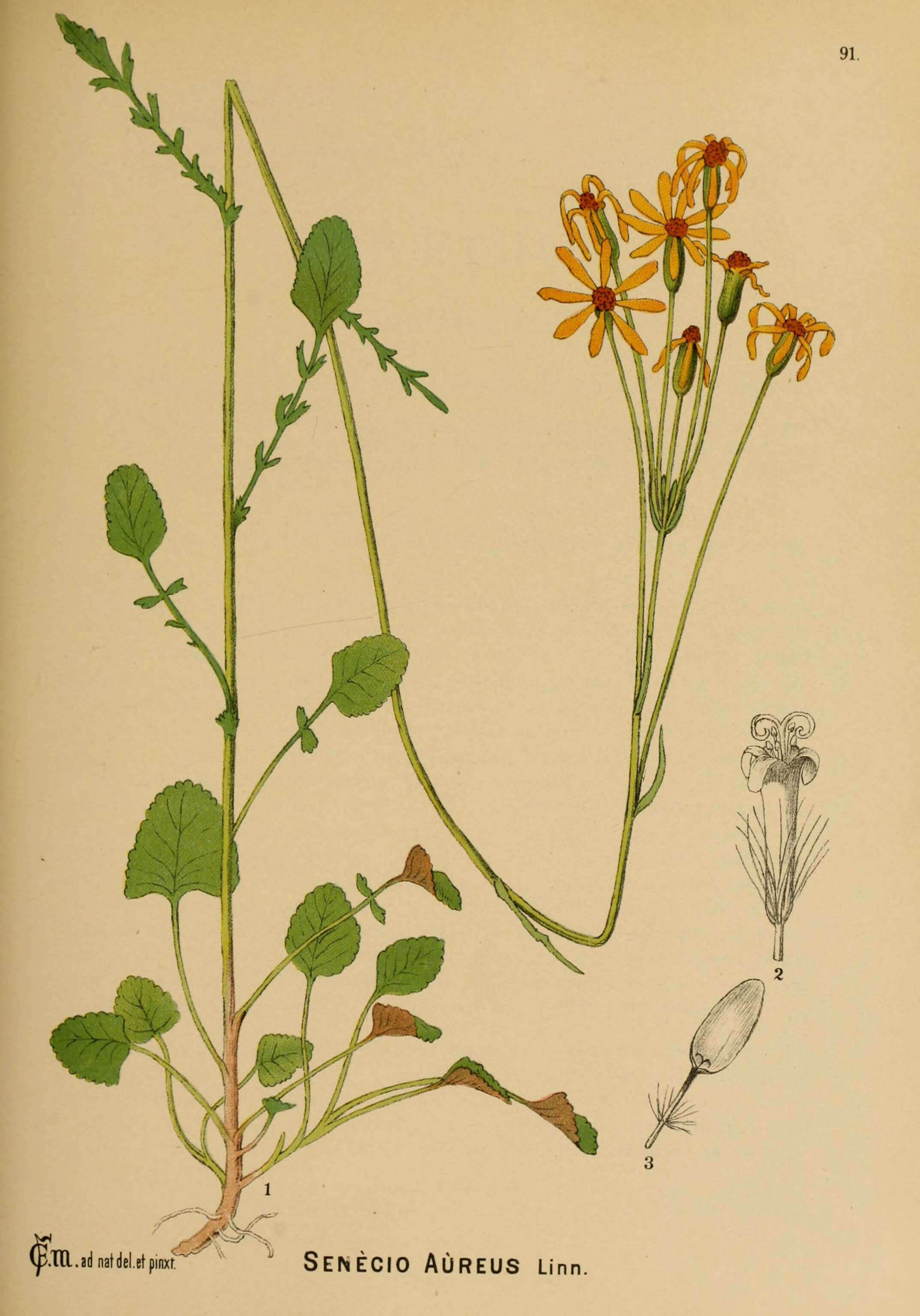 Image of golden ragwort