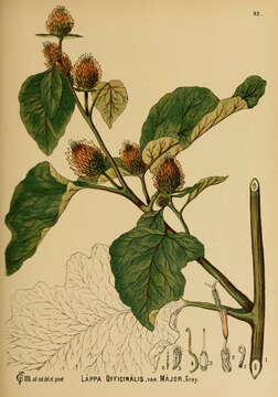 Arctium lappa L. resmi