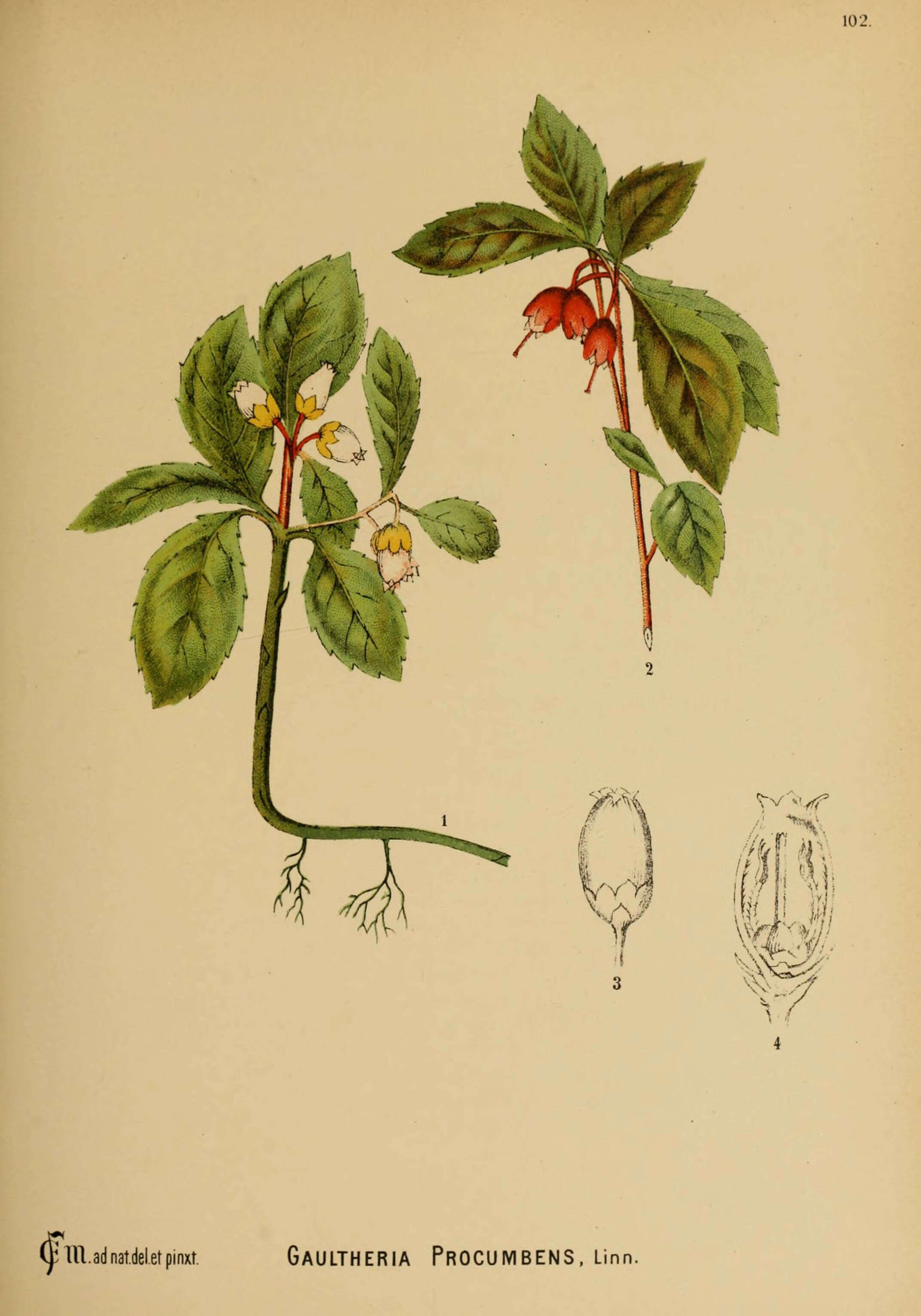 Gaultheria procumbens L. resmi