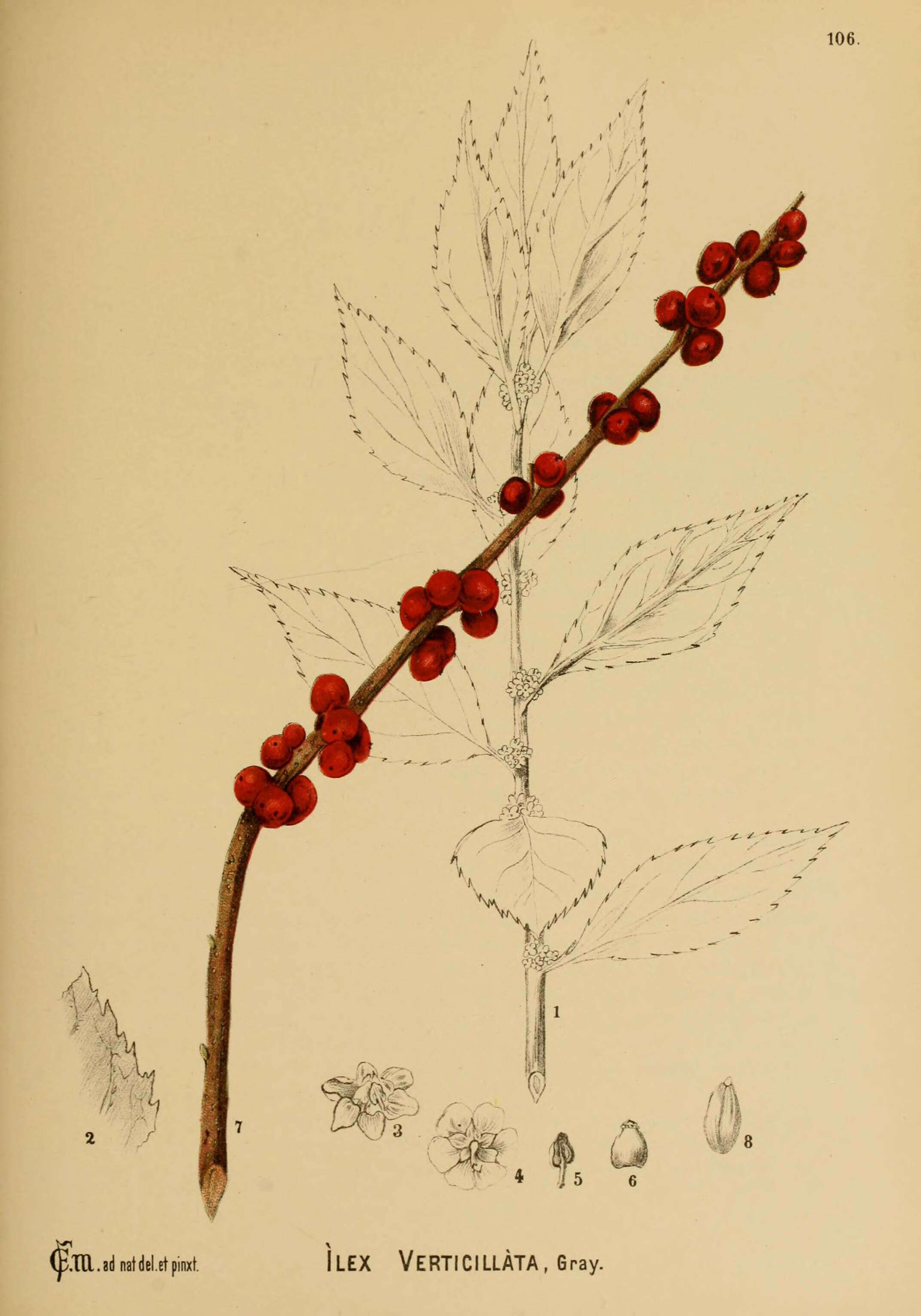 صورة Ilex verticillata (L.) A. Gray