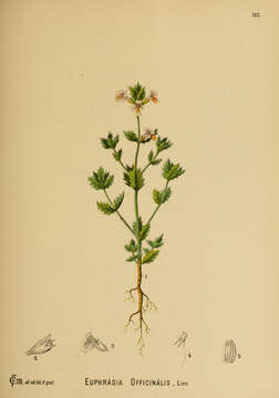 Image of Euphrasia officinalis L.