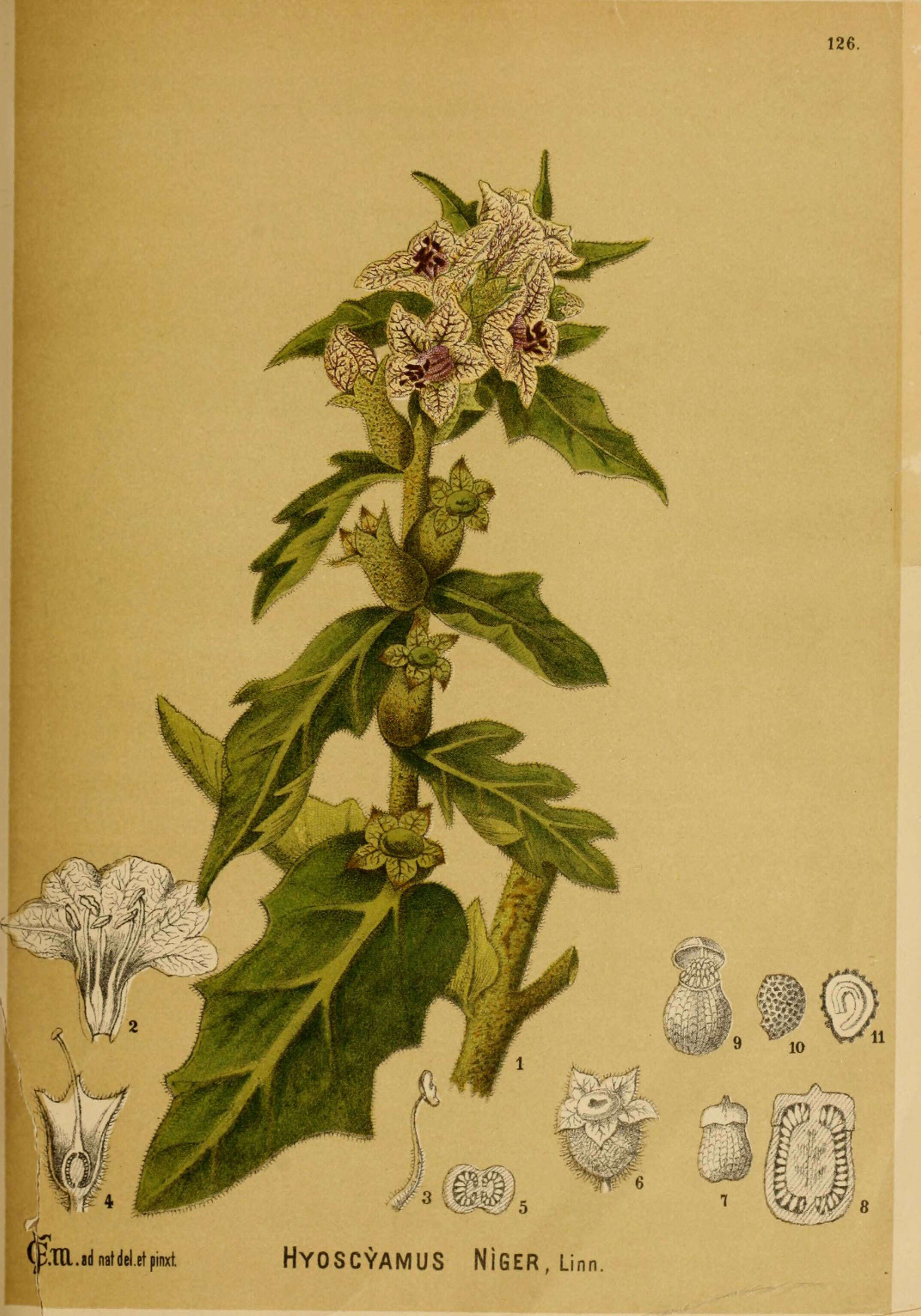 Image of black henbane