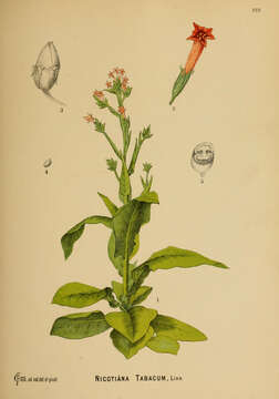 Image of cultivated tobacco