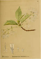 Imagem de Chionanthus virginicus L.