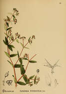 Sivun Euphorbia hypericifolia L. kuva