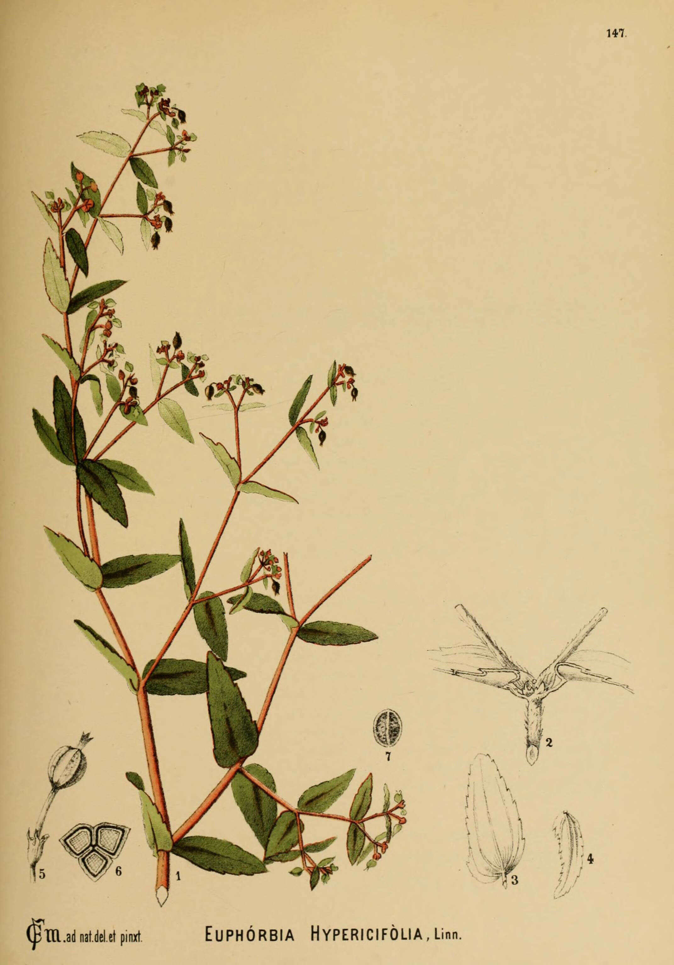 Euphorbia hypericifolia L. resmi